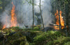 Sample only: California Wildfires Force Thousands to Evacuate, National Guard Activated