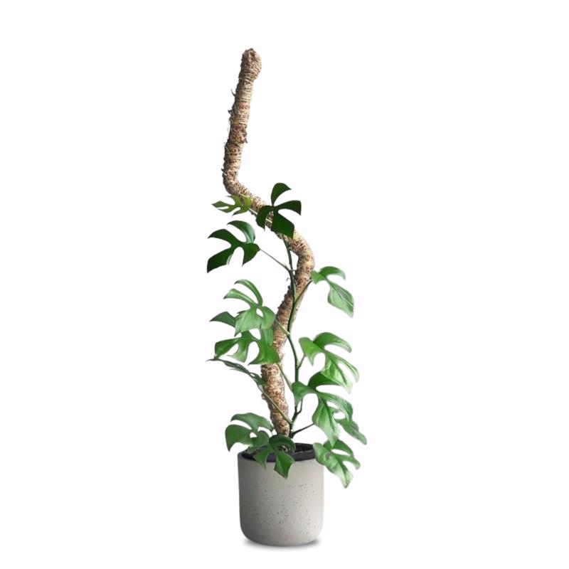 Mossify Bendable 42 in. H Natural Moss Pole